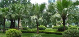 种植山苗为什么容易死亡？