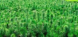 立秋后苗木养护要特别注意这几点
