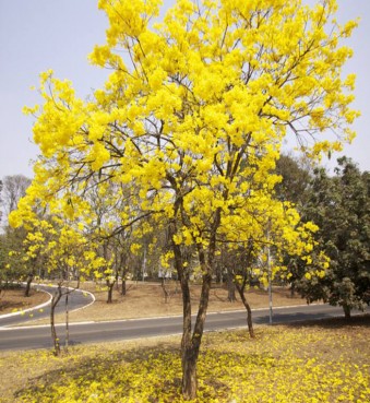 黄花风铃木