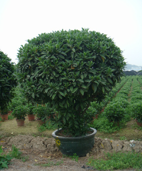 非洲茉莉球.jpg