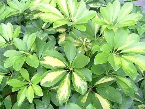 花叶鹅掌柴.jpg