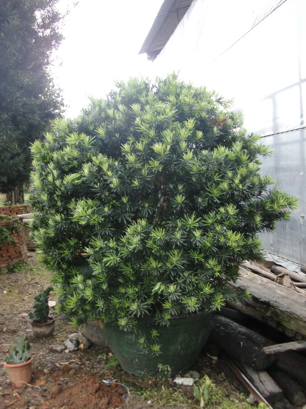 罗汉松球.JPG