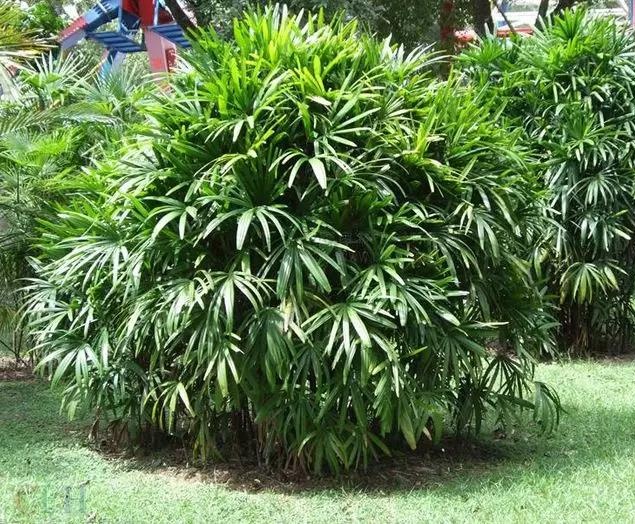 棕竹_看图王.jpg