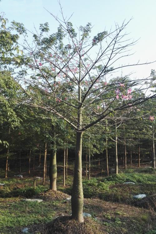 大腹木棉.jpg