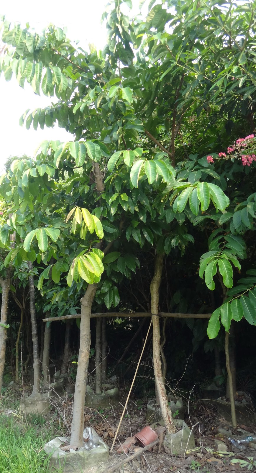 大叶紫薇 - 乔木 - 丰隆园林绿化,园林绿化养护,园林绿化项目,江门市