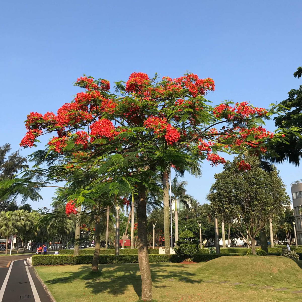 凤凰1.jpg