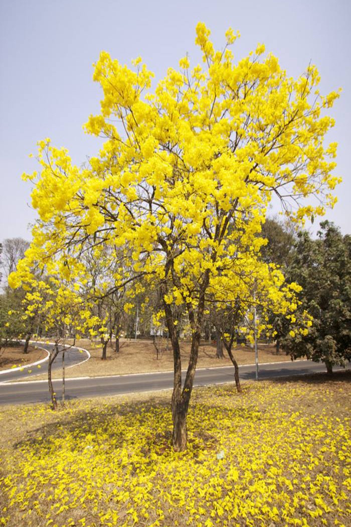 黄花风铃木1.jpg
