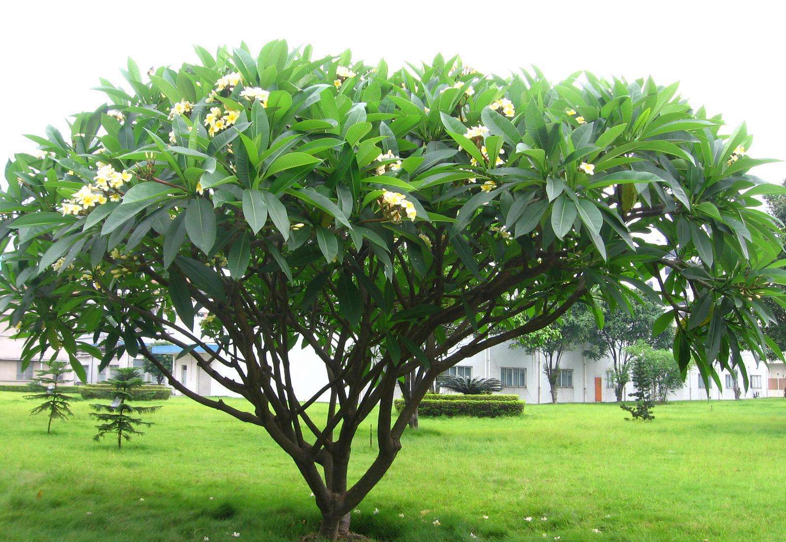 鸡蛋花1.jpg