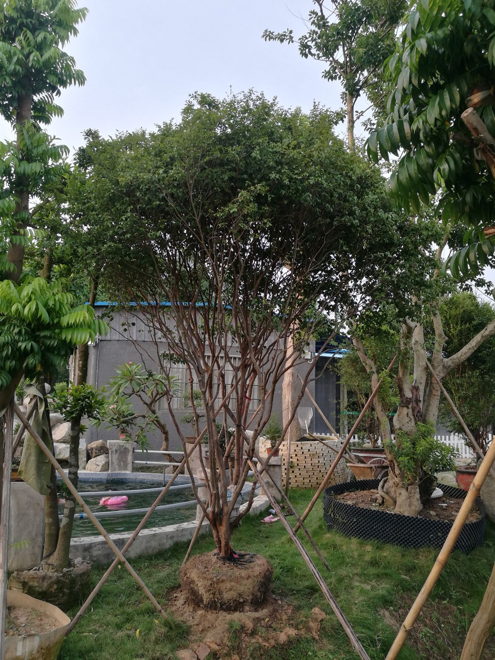 嘉宝果-1.jpg