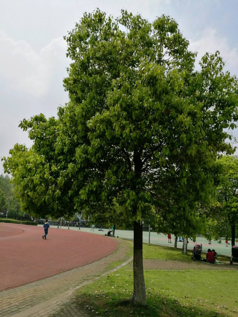 樟树.jpg