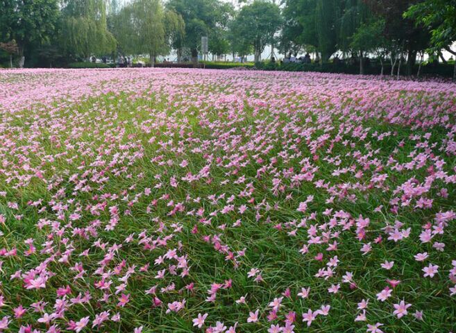 绿化地被植物图片大全图片