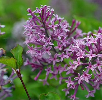 小叶丁香的栽培特点和繁殖技术